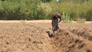 المزارعون في مأرب بين جحيم الحرب وارتفاع أسعار البذور والأسمدة