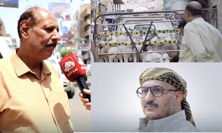 طارق صالح يرسل أضحية إلى مواطن في تعز بعد ظهوره في مقطع يسخر منه على تعز تايم