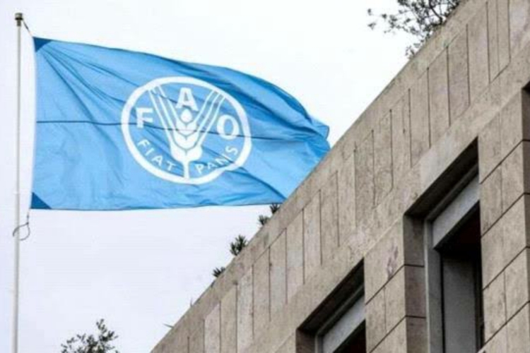 الفاو تعلن حاجتها إلى 86 مليون دولار لدعم الزراعة ومعالجة أزمة الغذاء في اليمن خلال 2026