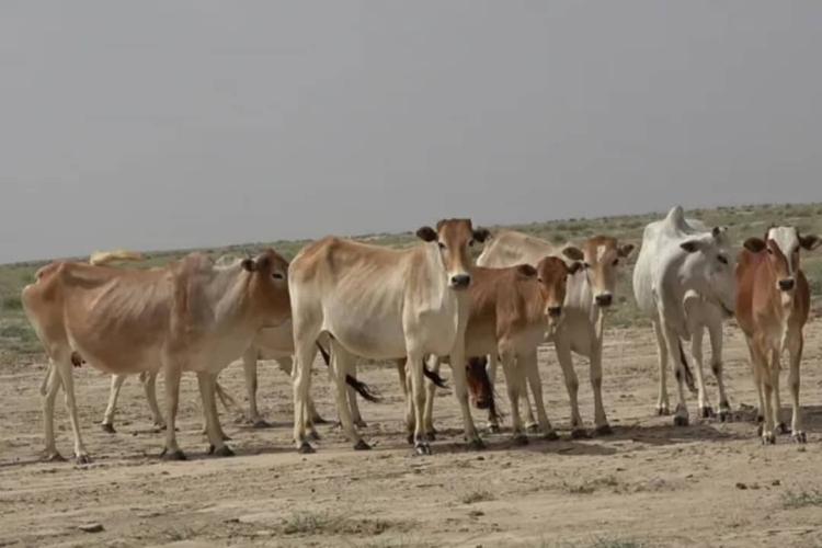 سلطنة عمان ترفع الحظر عن استراد الحيوانات الحية من اليمن وتضع 4 شروط