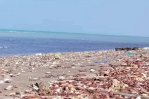 نفوق غامض لكائنات بحرية في سواحل الحديدة وتعز والجهات المعنية تبدأ تحقيقاتها لمعرفة الأسباب
