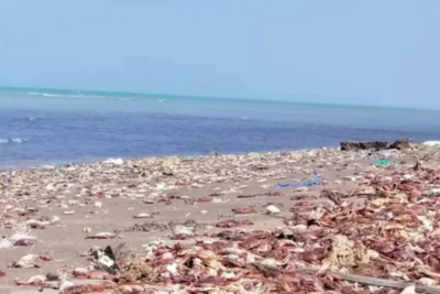 نفوق غامض لكائنات بحرية في سواحل الحديدة وتعز والجهات المعنية تبدأ تحقيقاتها لمعرفة الأسباب