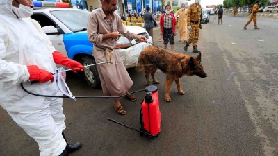 صنعاء بؤرة رئيسية للكلاب الشاردة.. وارتفاع أعداد المصابين بداء الكلب