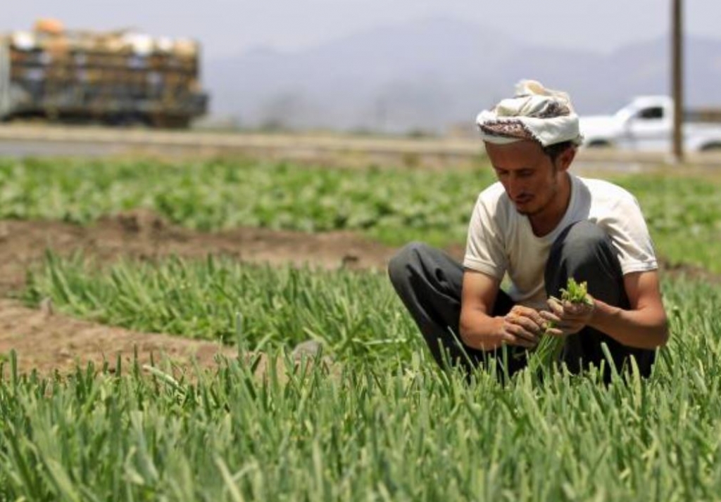 مزارعون يمنيون في جبهات الحرب.. استقطاب واستغلال