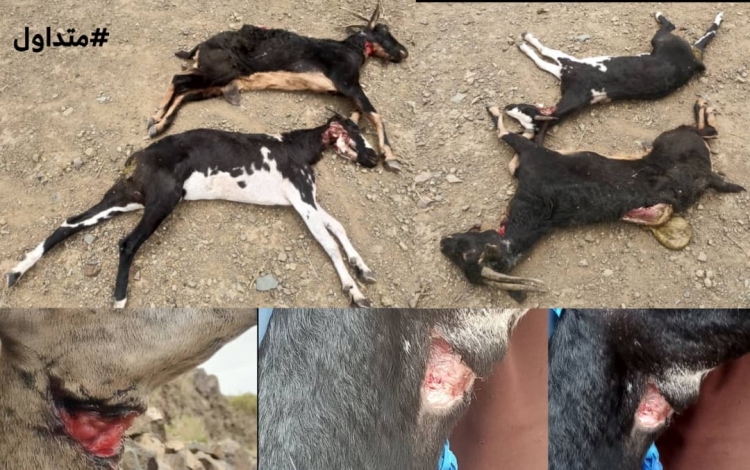 تعز.. نفوق عدد من الأغنام ذبحًا على يد قاطع طريق بجبل حبشي