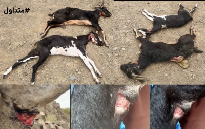 تعز.. نفوق عدد من الأغنام ذبحًا على يد قاطع طريق بجبل حبشي