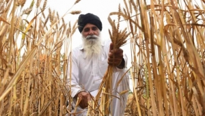 الحكومة تطلب من الهندء استثناء اليمن من إجراءات حظر تصدير القمح