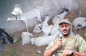 وحدات عسكرية تابعة لطارق صالح تستولي على 20 رأسًا من الأغنام تملكها أسرة أيتام وتذبحها في العيد