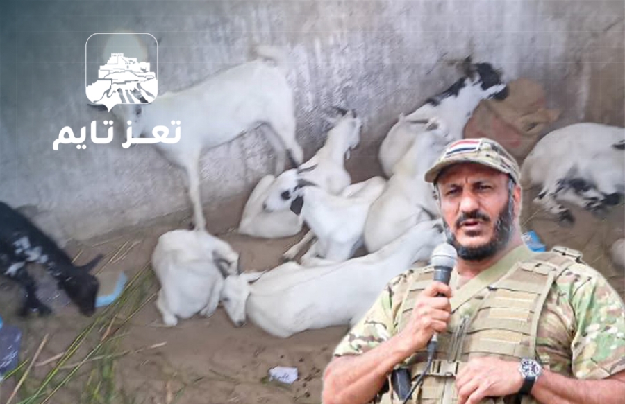 وحدات عسكرية تابعة لطارق صالح تستولي على 20 رأسًا من الأغنام تملكها أسرة أيتام وتذبحها في العيد