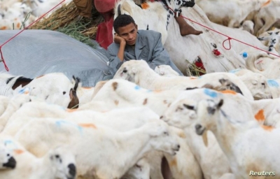 بعد أن طحنتهم الحرب.. اليمنيون يستغنون عن شراء أضاحي العيد