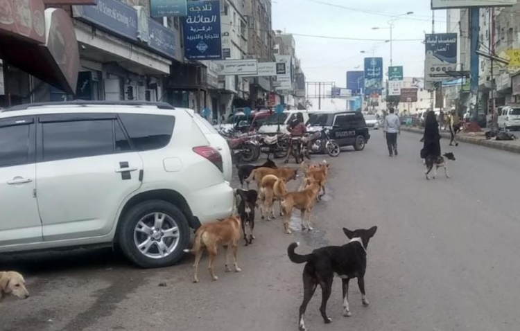 الكلاب الضالة تهدد السكان في مدينة تعز