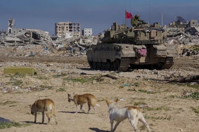 عدو مفاجئ.. 1000 من الكلاب الضالة تتسلل لإسرائيل وتهاجم جنود الاحتلال
