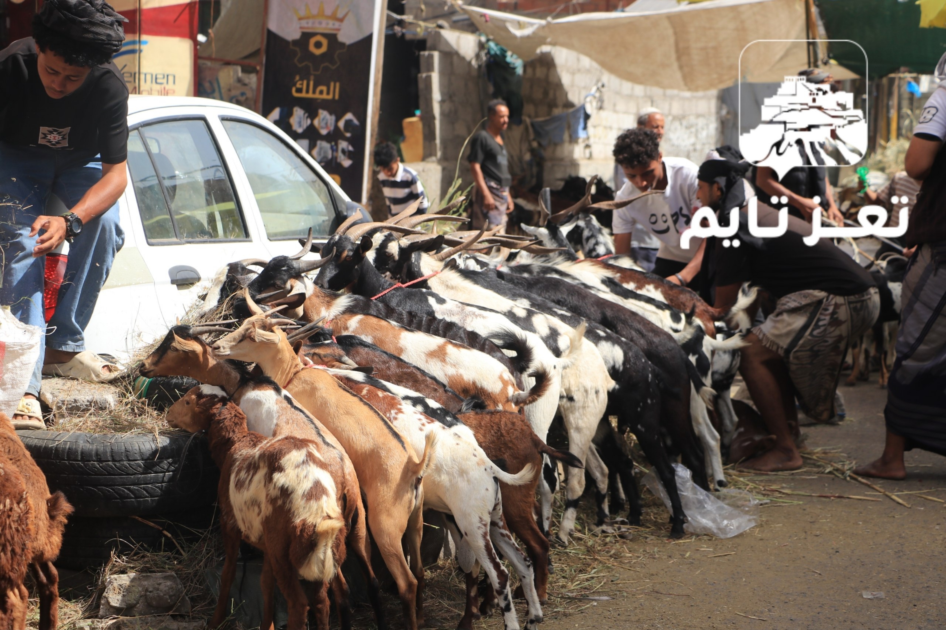 مع اقتراب العيد.. غلاء الأسعار تدفع سكان تعز للعزوف عن شراء الأضاحي