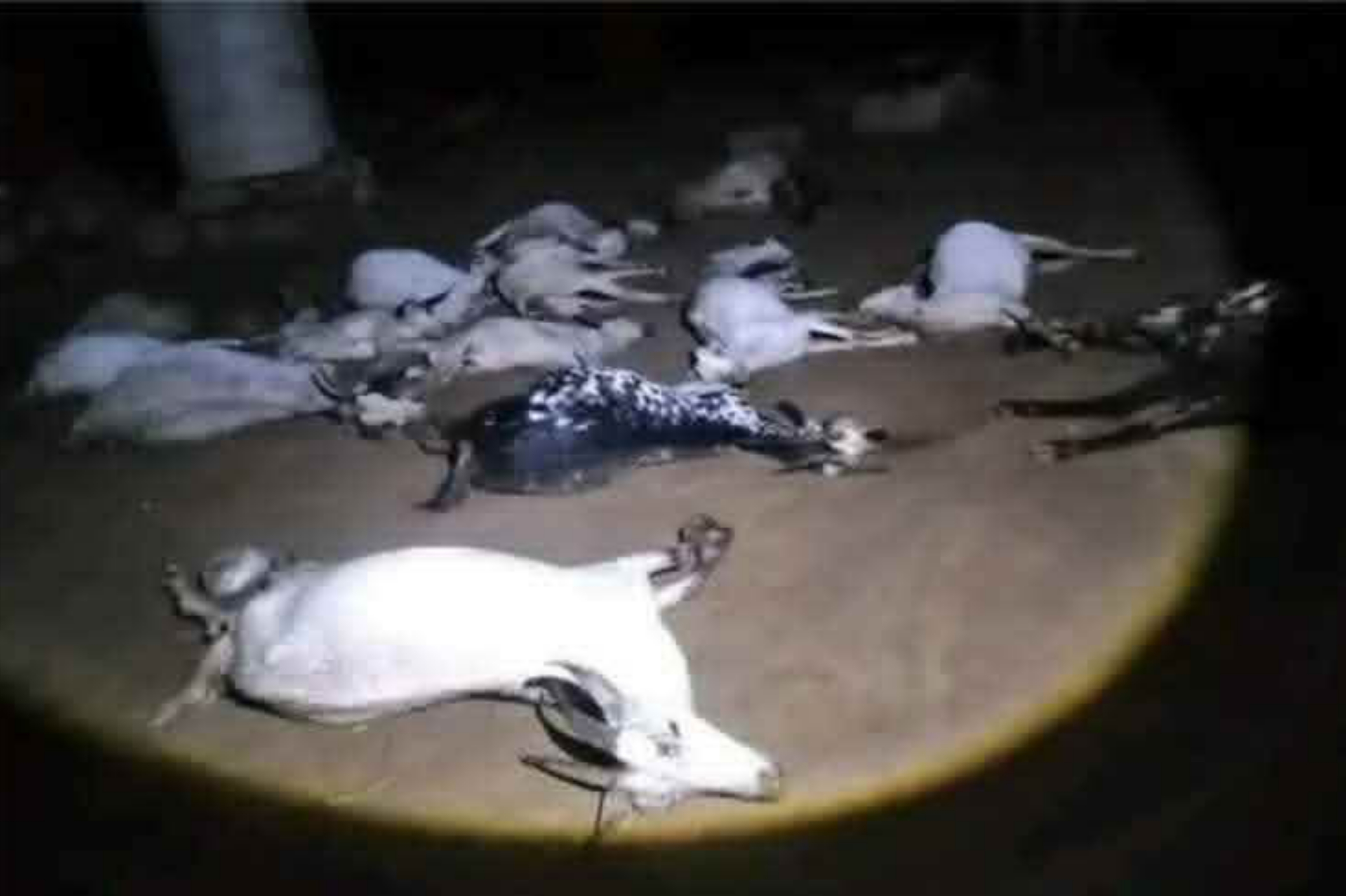 صاعقة رعدية تتسبب في نفوق 16 رأساً من الأغنام بمحافظة حجة