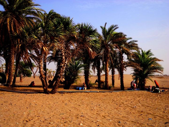 "الزراعة في تهامة".. سلة اليمن الغذائية لا تُشبع أبنائها من جوع