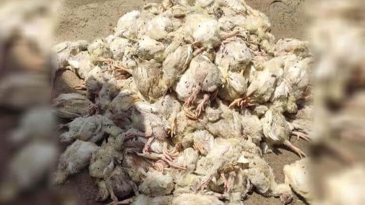 أزمة دجاج في تعز إثر انتشار "طاعون الدواجن"