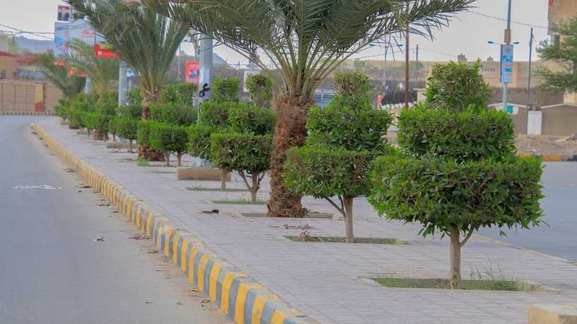 أشجار مشذبة بطرق فنية في شوارع مأرب تبعث الأمل (صور)