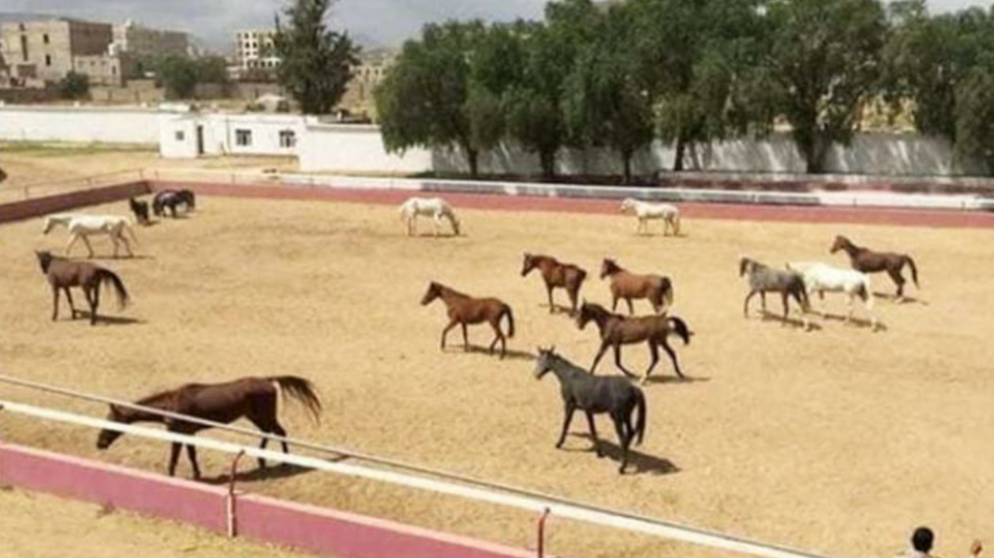 قيادي حوثي يحوّل فناء وزارة إلى مزرعة بطاطس ويبيع نادي الفروسية